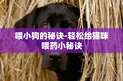 喂小狗的秘訣-輕松給貓咪喂藥小秘訣
