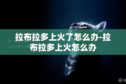 拉布拉多上火了怎么辦-拉布拉多上火怎么辦