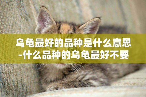 烏龜最好的品種是什么意思-什么品種的烏龜最好不要養