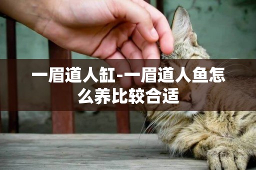 一眉道人缸-一眉道人魚怎么養比較合適