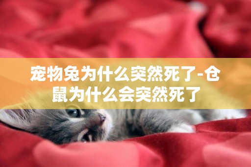 寵物兔為什么突然死了-倉鼠為什么會突然死了