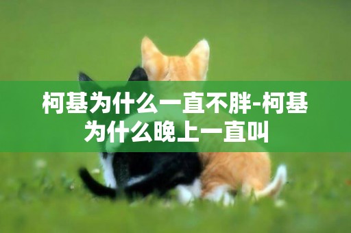 柯基為什么一直不胖-柯基為什么晚上一直叫