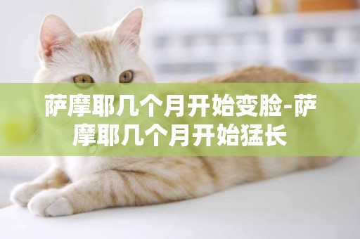 薩摩耶幾個月開始變臉-薩摩耶幾個月開始猛長