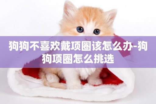 狗狗不喜歡戴項圈該怎么辦-狗狗項圈怎么挑選