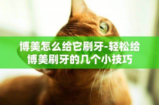 博美怎么給它刷牙-輕松給博美刷牙的幾個小技巧