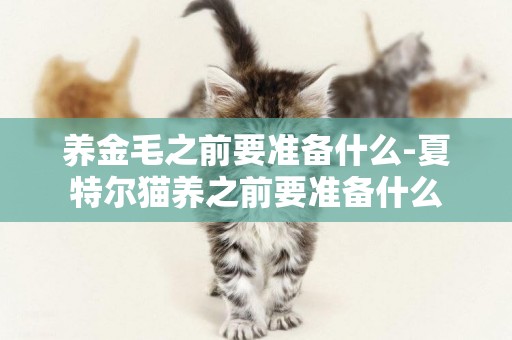 養金毛之前要準備什么-夏特爾貓養之前要準備什么