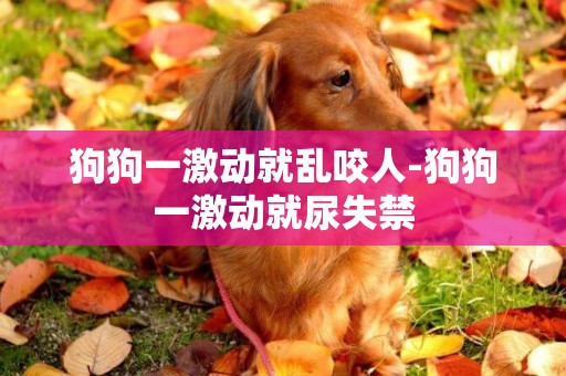 狗狗一激動就亂咬人-狗狗一激動就尿失禁