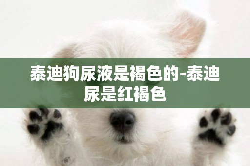 泰迪狗尿液是褐色的-泰迪尿是紅褐色