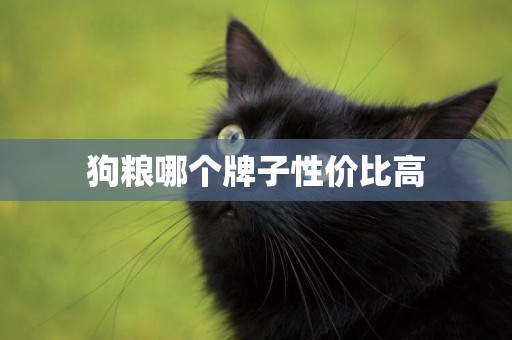 狗糧哪個牌子性價比高