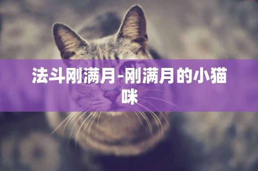 法斗剛滿月-剛滿月的小貓咪