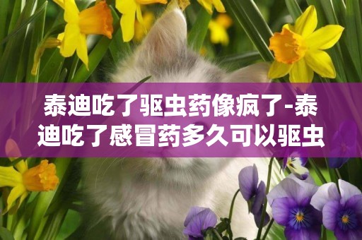 泰迪吃了驅蟲藥像瘋了-泰迪吃了感冒藥多久可以驅蟲