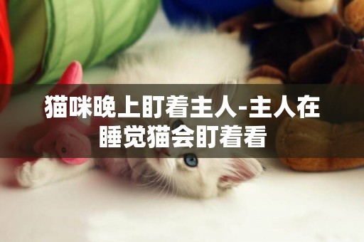 貓咪晚上盯著主人-主人在睡覺貓會盯著看