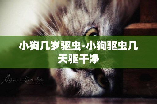 小狗幾歲驅蟲-小狗驅蟲幾天驅干凈