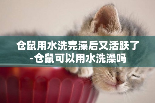 倉鼠用水洗完澡后又活躍了-倉鼠可以用水洗澡嗎