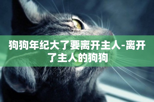 狗狗年紀大了要離開主人-離開了主人的狗狗