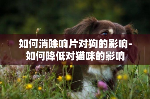 如何消除響片對狗的影響-如何降低對貓咪的影響