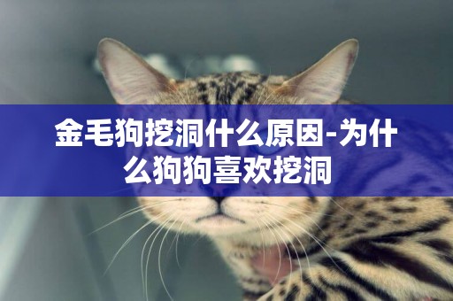金毛狗挖洞什么原因-為什么狗狗喜歡挖洞