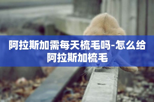 阿拉斯加需每天梳毛嗎-怎么給阿拉斯加梳毛