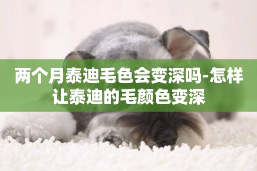 兩個月泰迪毛色會變深嗎-怎樣讓泰迪的毛顏色變深