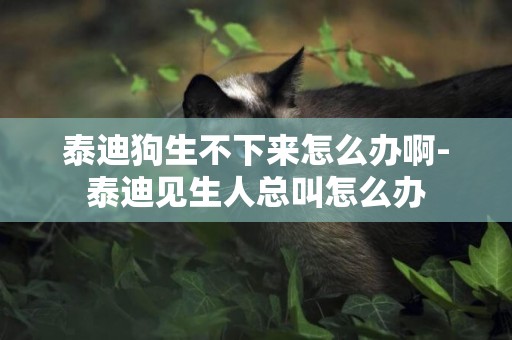 泰迪狗生不下來怎么辦啊-泰迪見生人總叫怎么辦