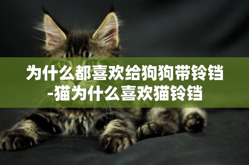 為什么都喜歡給狗狗帶鈴鐺-貓為什么喜歡貓鈴鐺