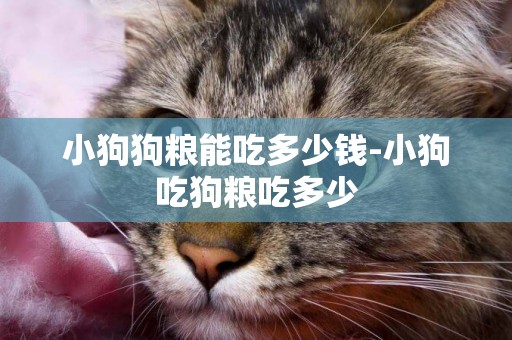 小狗狗糧能吃多少錢-小狗吃狗糧吃多少