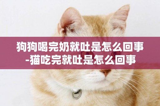 狗狗喝完奶就吐是怎么回事-貓吃完就吐是怎么回事