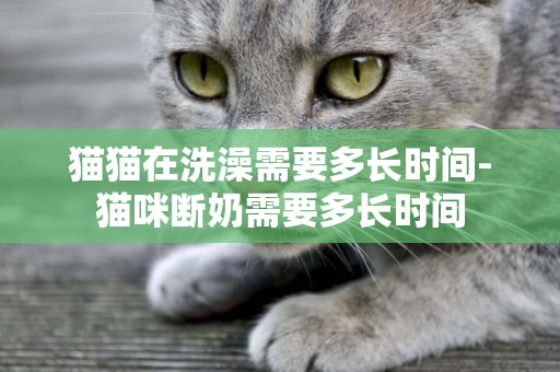 貓貓在洗澡需要多長時間-貓咪斷奶需要多長時間