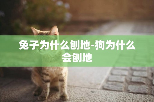 兔子為什么刨地-狗為什么會刨地