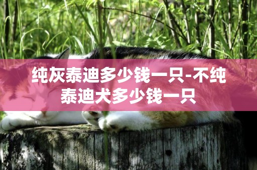 純灰泰迪多少錢一只-不純泰迪犬多少錢一只