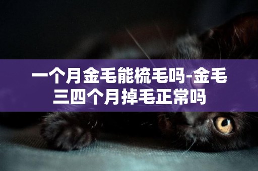 一個月金毛能梳毛嗎-金毛三四個月掉毛正常嗎