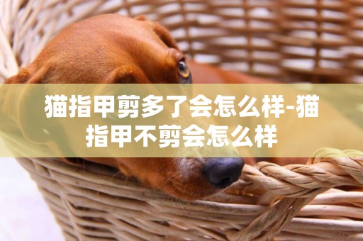 貓指甲剪多了會怎么樣-貓指甲不剪會怎么樣