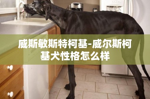威斯敏斯特柯基-威爾斯柯基犬性格怎么樣