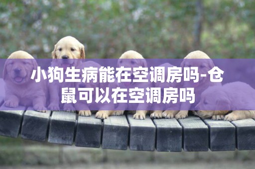 小狗生病能在空調房嗎-倉鼠可以在空調房嗎