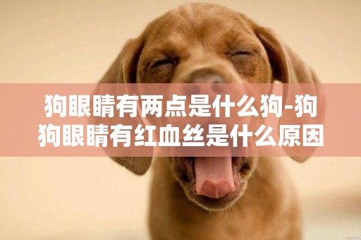 狗眼睛有兩點是什么狗-狗狗眼睛有紅血絲是什么原因