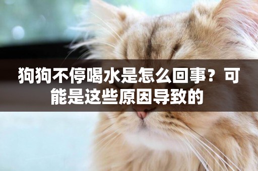 狗狗不停喝水是怎么回事？可能是這些原因導致的 