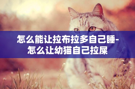 怎么能讓拉布拉多自己睡-怎么讓幼貓自己拉屎