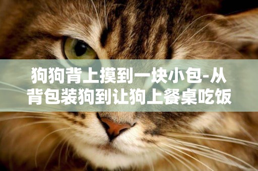 狗狗背上摸到一塊小包-從背包裝狗到讓狗上餐桌吃飯