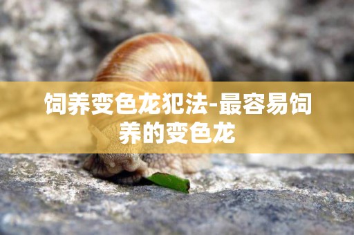 飼養變色龍犯法-最容易飼養的變色龍