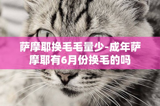 薩摩耶換毛毛量少-成年薩摩耶有6月份換毛的嗎