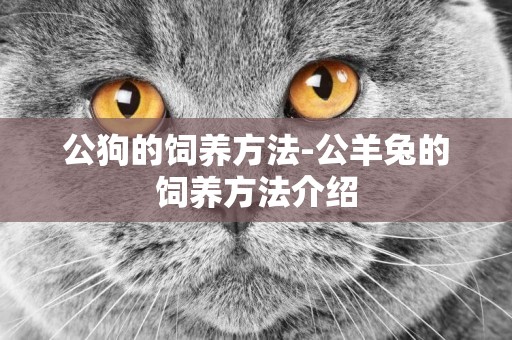 公狗的飼養方法-公羊兔的飼養方法介紹