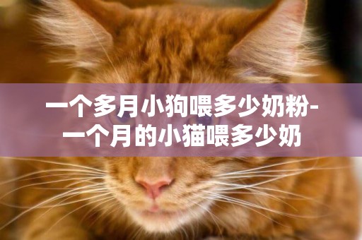 一個多月小狗喂多少奶粉-一個月的小貓喂多少奶