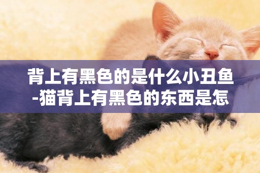 背上有黑色的是什么小丑魚-貓背上有黑色的東西是怎么回事兒