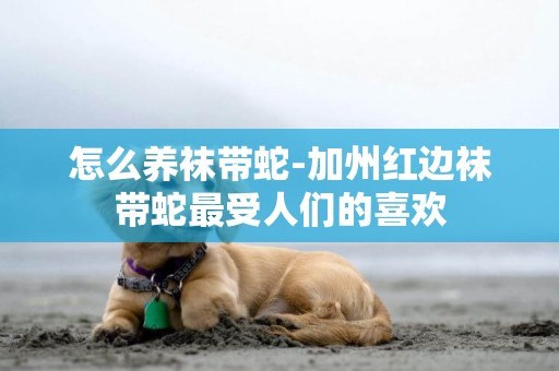 怎么養襪帶蛇-加州紅邊襪帶蛇最受人們的喜歡