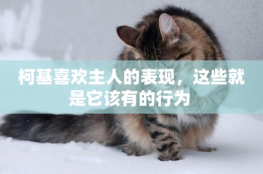 柯基喜歡主人的表現，這些就是它該有的行為 