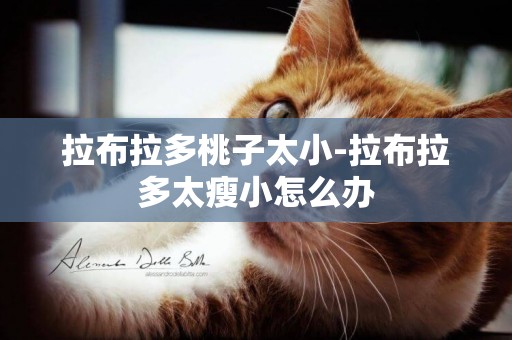 拉布拉多桃子太小-拉布拉多太瘦小怎么辦