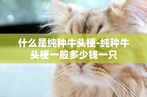 什么是純種牛頭梗-純種牛頭梗一般多少錢一只