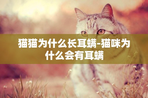 貓貓為什么長耳螨-貓咪為什么會有耳螨