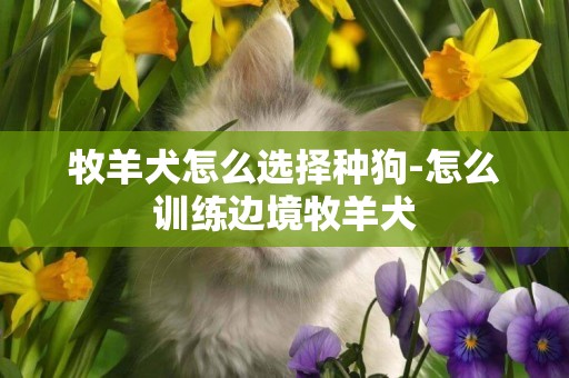 牧羊犬怎么選擇種狗-怎么訓練邊境牧羊犬