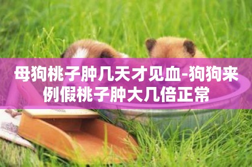母狗桃子腫幾天才見血-狗狗來例假桃子腫大幾倍正常
